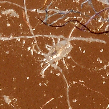 ID microacari